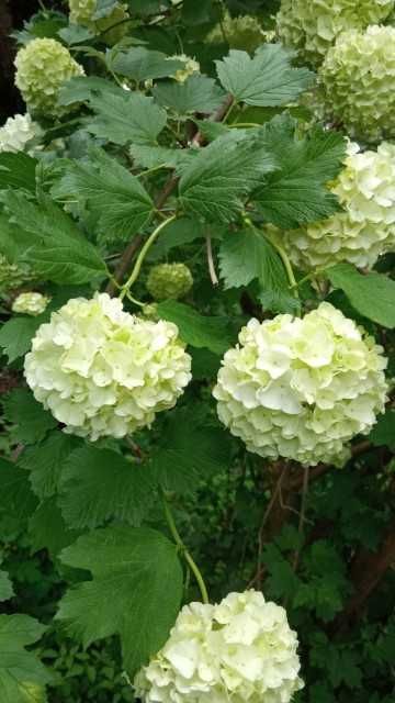 Działka rod Warszawa Praga-Południe, ul. Kinowa. Zdjęcie 3