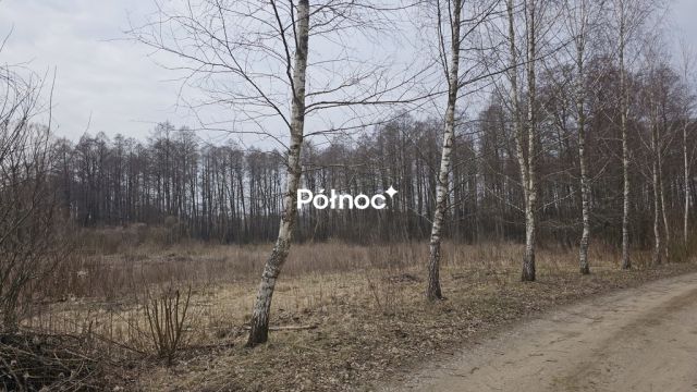 Działka rolna Rogojny. Zdjęcie 3
