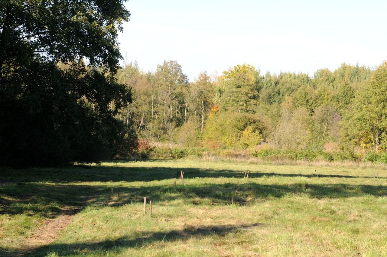 Działka siedliskowa Grzegorzewice, ul. Pałacowa. Zdjęcie 8