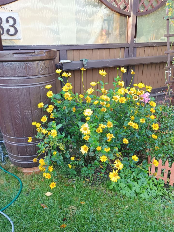 dom letniskowy, 1 pokój Piła, Wojska Polskiego ROD. Zdjęcie 2