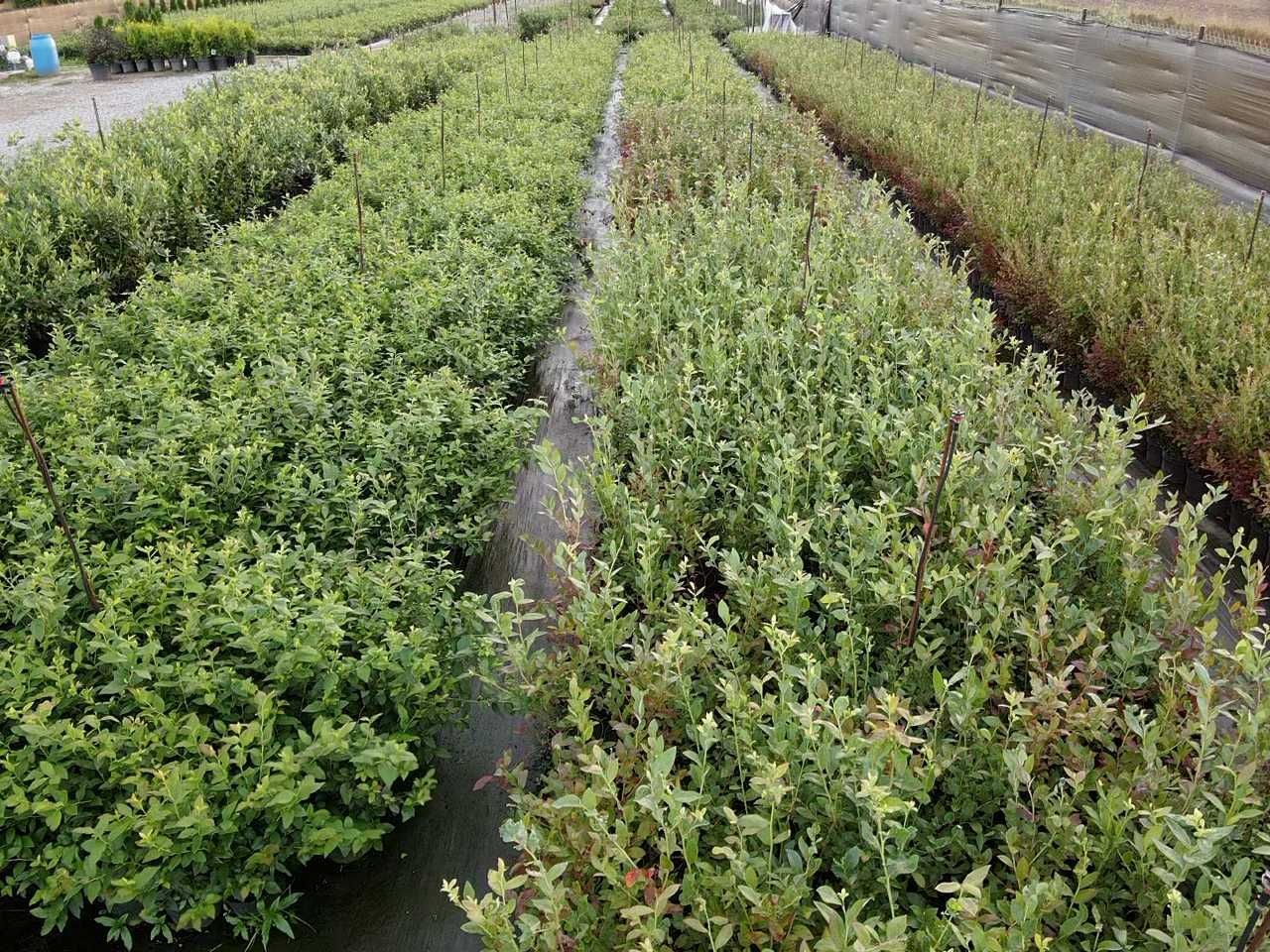 Działka inwestycyjna Kolonia Domaszewnica. Zdjęcie 3