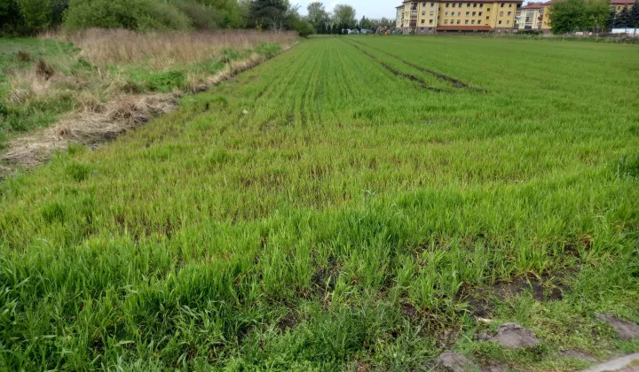 Działka budowlana Rogoźno, ul. Nowa