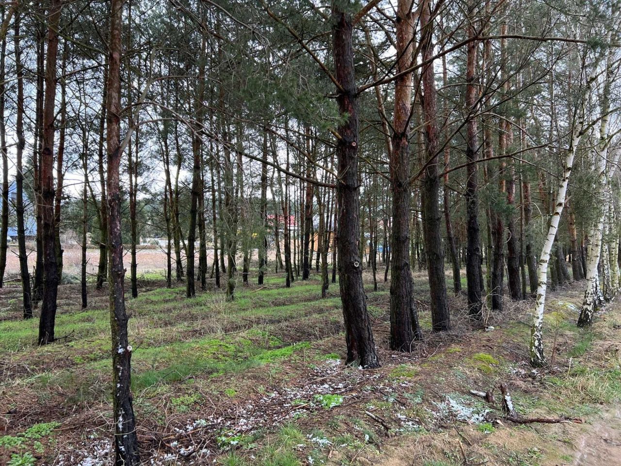 Działka rod Osłonin, ul. Krańcowa. Zdjęcie 5