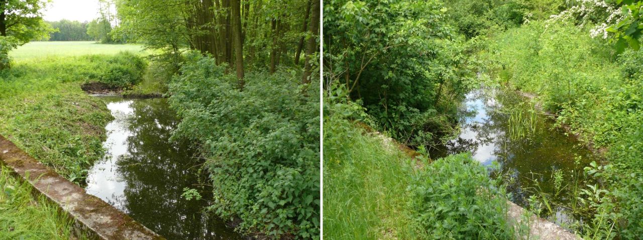 Działka rekreacyjna Złota. Zdjęcie 7