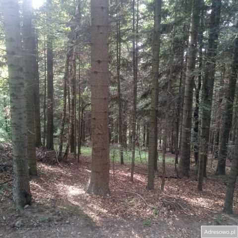 Działka leśna Rozdziele. Zdjęcie 1