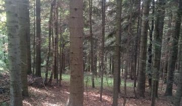 Działka leśna Rozdziele