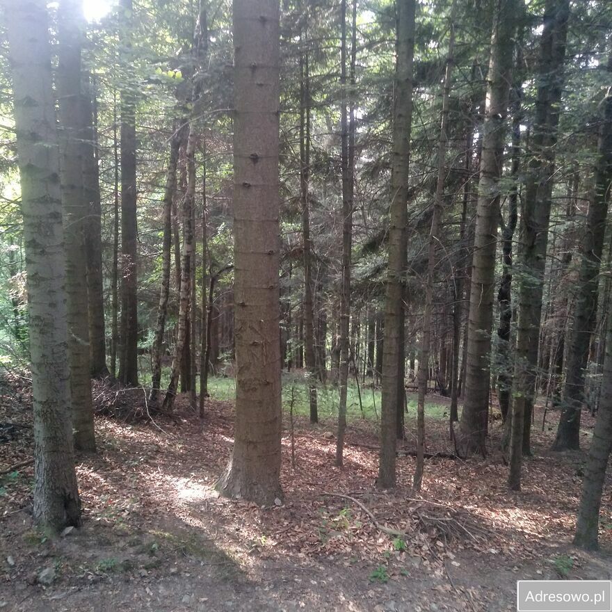 Działka leśna Rozdziele