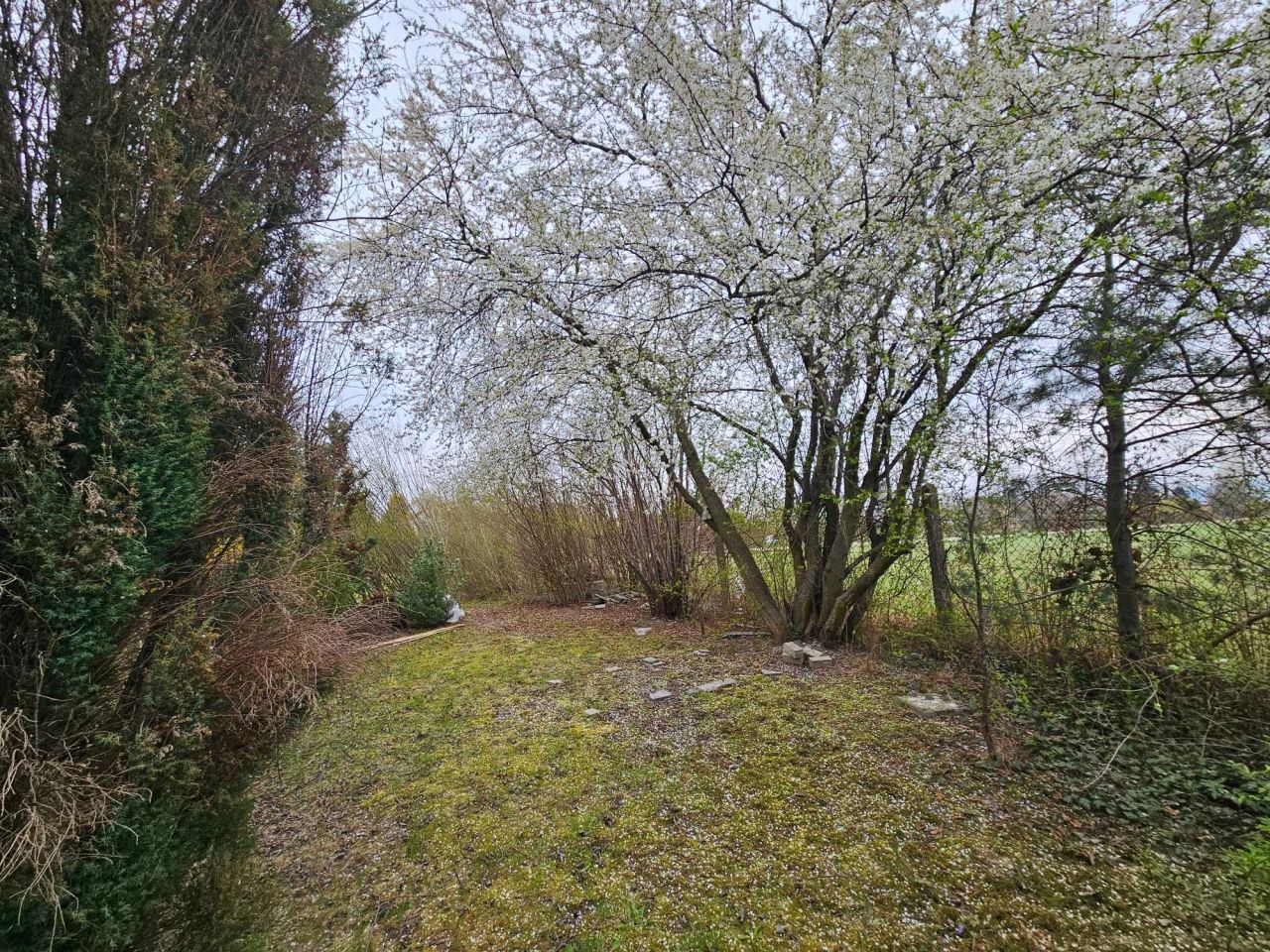 Działka rod Dzierżoniów. Zdjęcie 7