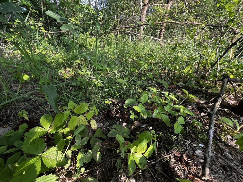 Działka rekreacyjna Kiełpiny. Zdjęcie 3