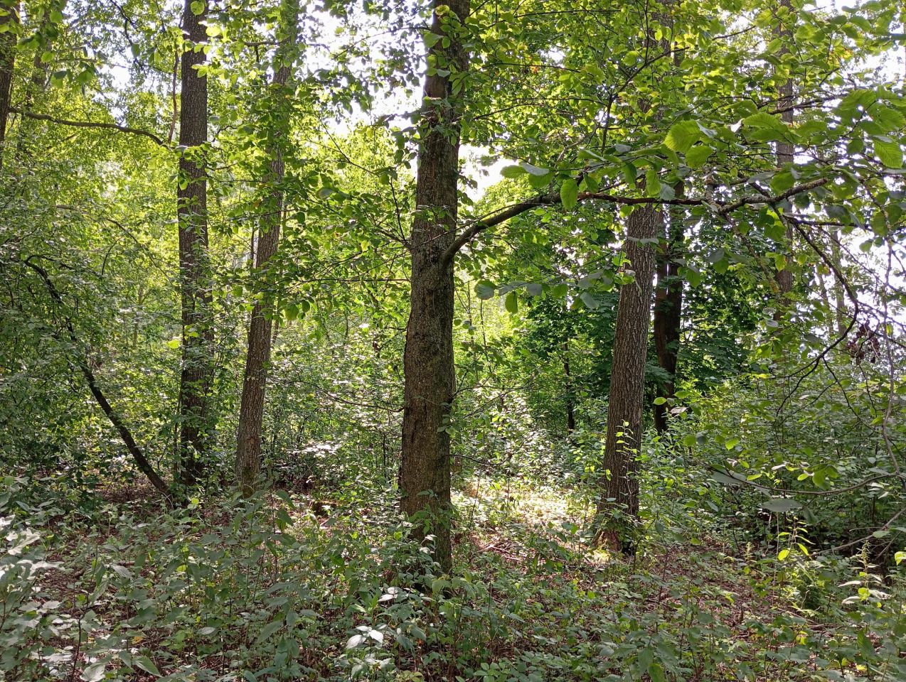 Działka budowlana Osówka. Zdjęcie 5