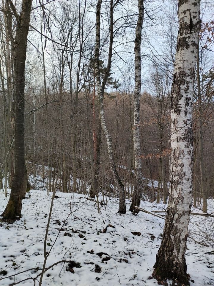 Działka leśna Drohobyczka Bircza. Zdjęcie 6