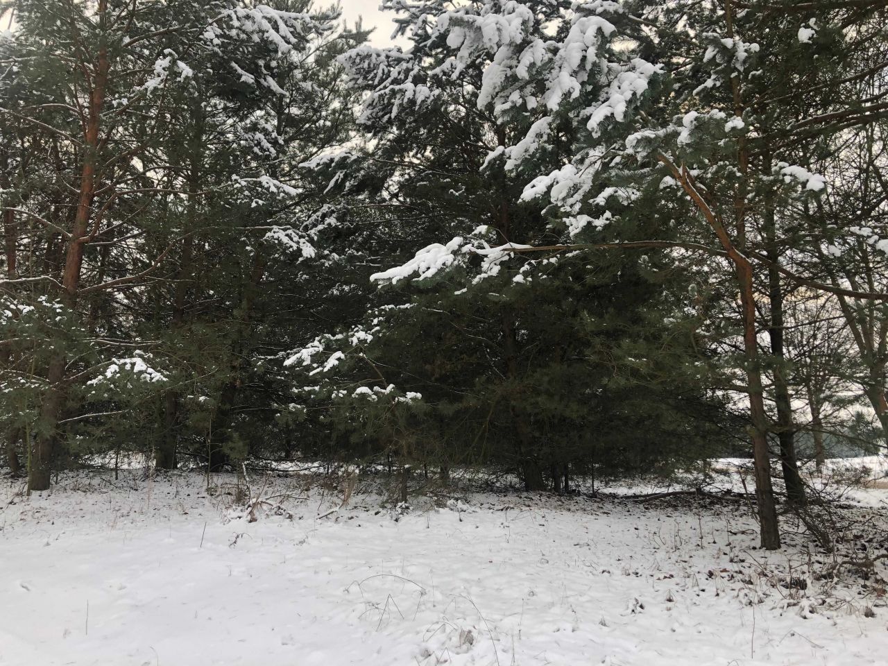 Działka budowlana Zgrzebichy. Zdjęcie 4