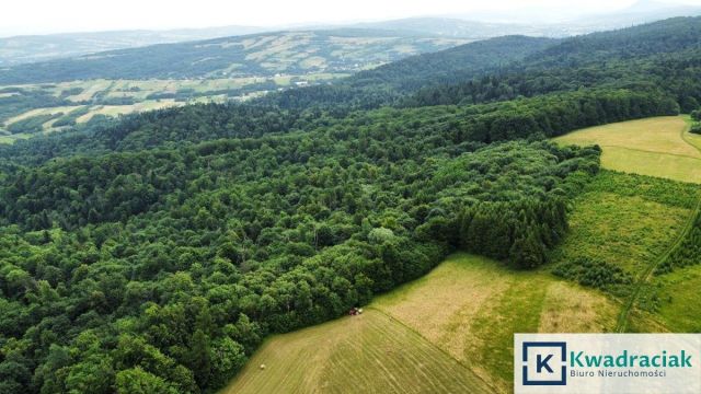 Działka leśna Stary Żmigród. Zdjęcie 1