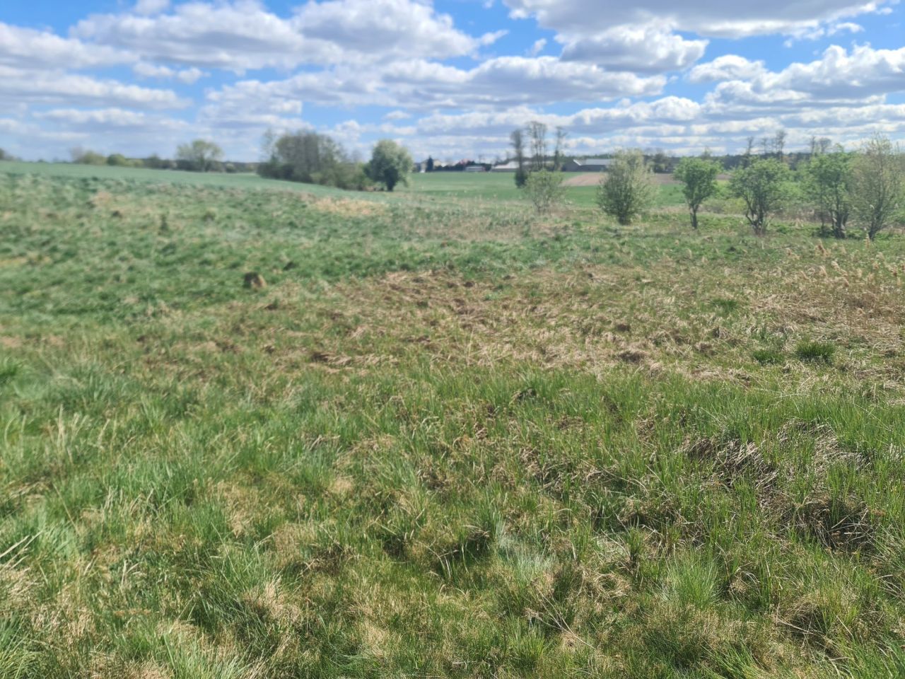 Działka rolna Barany. Zdjęcie 7