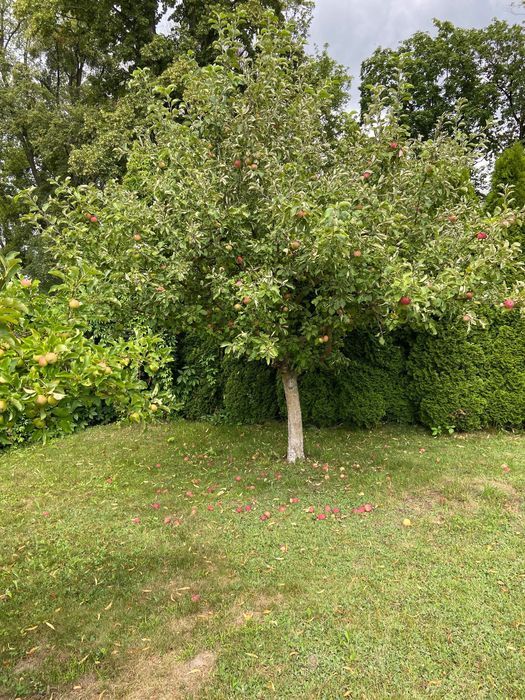 Działka rod Kowalewo Pomorskie. Zdjęcie 6