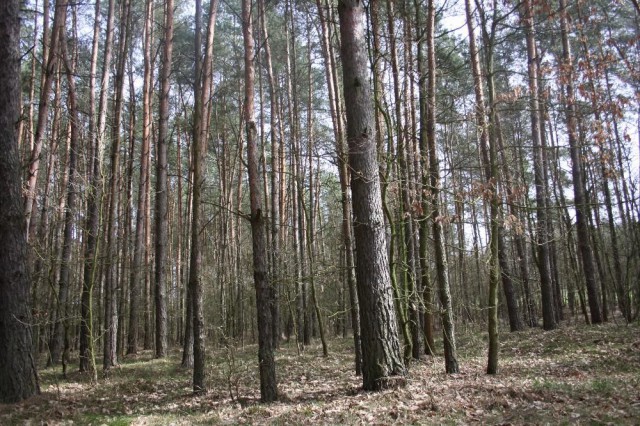 Działka leśna Tomkowo. Zdjęcie 1