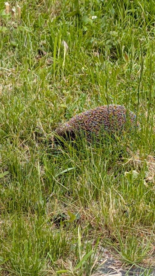 Działka rod Łódź Śródmieście, ul. Pomorska. Zdjęcie 6