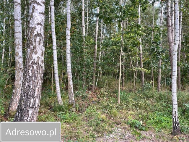 Działka leśna Baczki. Zdjęcie 12