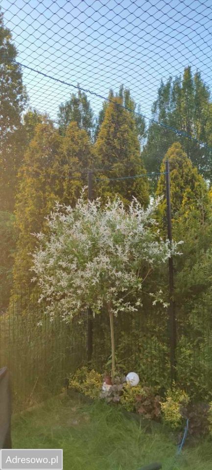 Mieszkanie 3-pokojowe Wola Mrokowska, ul. Zachodnia. Zdjęcie 7