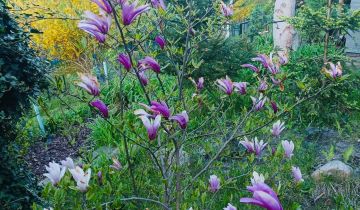 Działka rod Gdańsk Morena