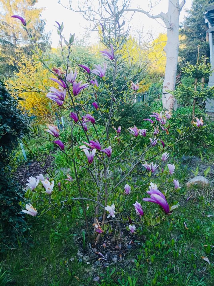 Działka rod Gdańsk Morena. Zdjęcie 2