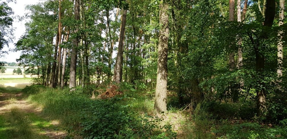 Działka leśna Górowo. Zdjęcie 5