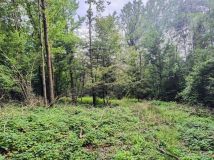 Działka leśna Smerekowiec. Zdjęcie 2