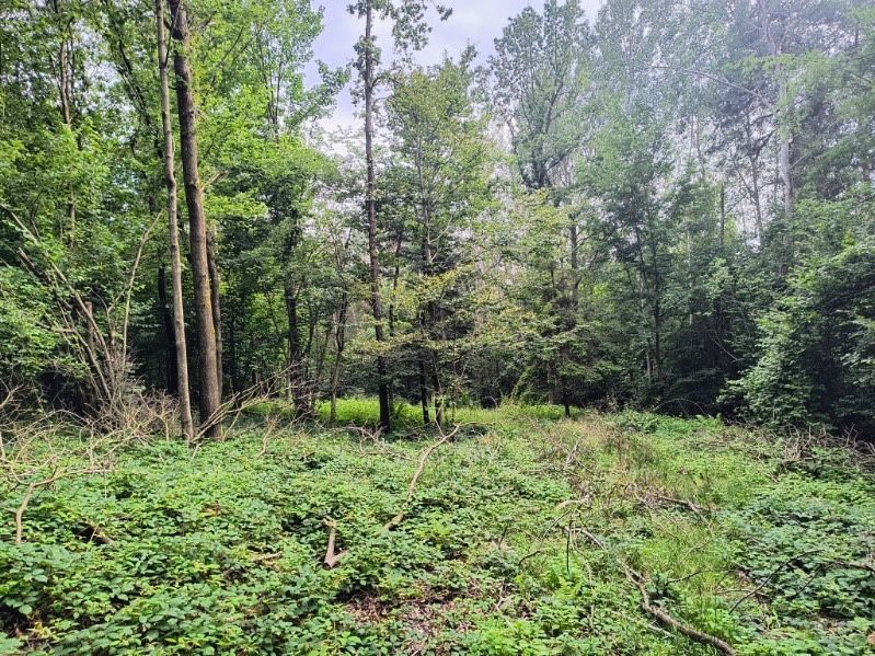 Działka leśna Smerekowiec. Zdjęcie 3