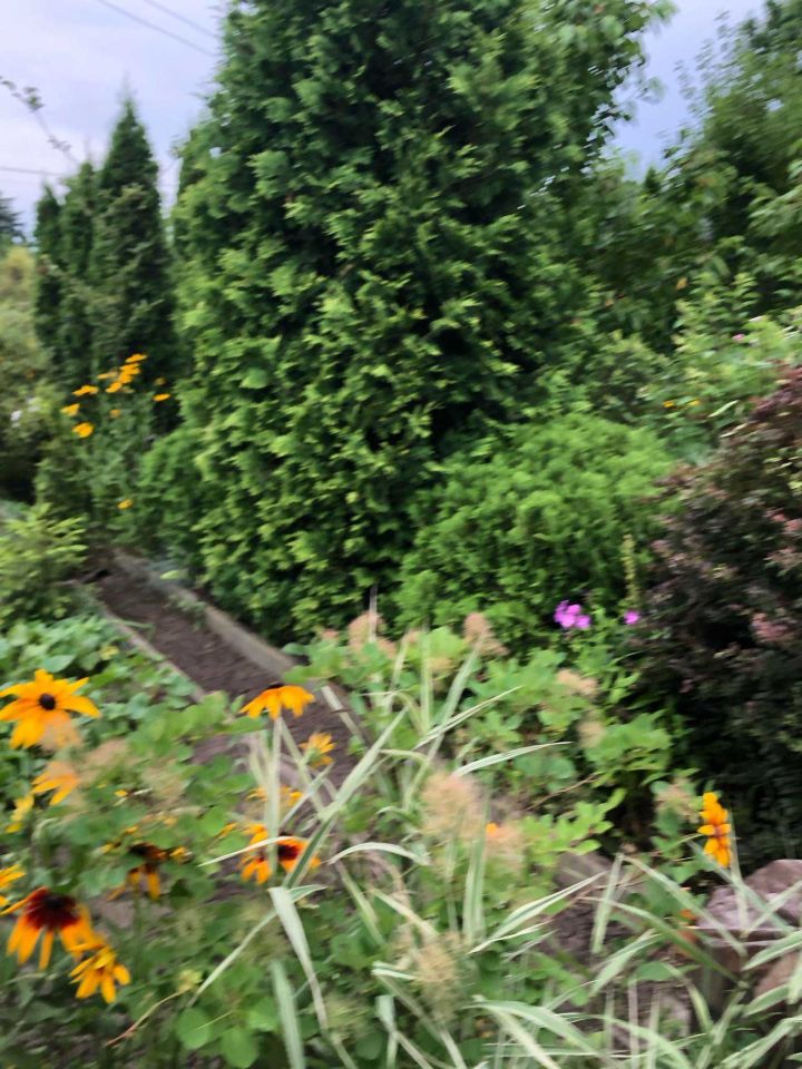 Działka rod Odrano-Wola. Zdjęcie 7