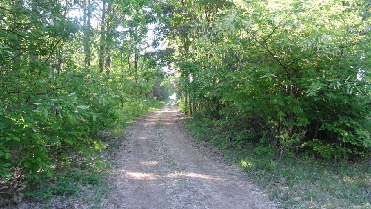 Działka leśna Sułkowo Borowe. Zdjęcie 2