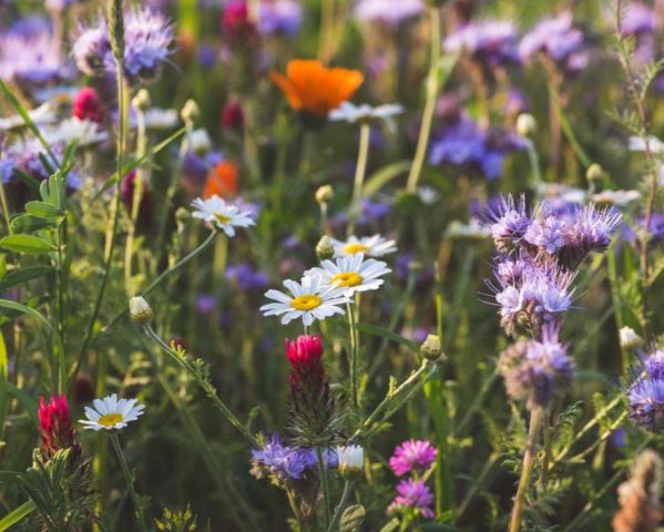 Działka budowlana Wołomin, Ulica. Zdjęcie 1
