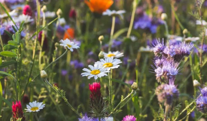 Działka budowlana Wołomin, Ulica