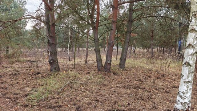 Działka budowlana Nowe Budy, ul. Sosnowa. Zdjęcie 1