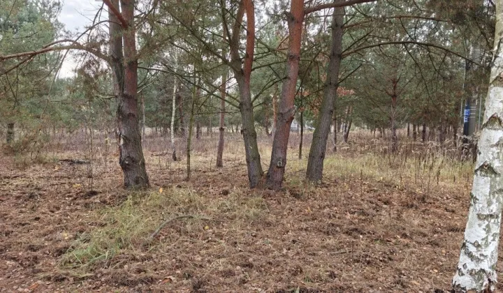 Działka budowlana Nowe Budy, ul. Sosnowa