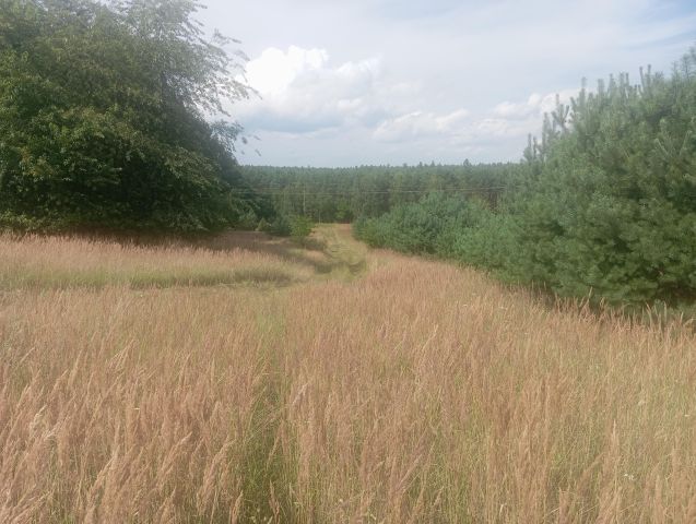 Działka rolna Strzelczyki. Zdjęcie 1