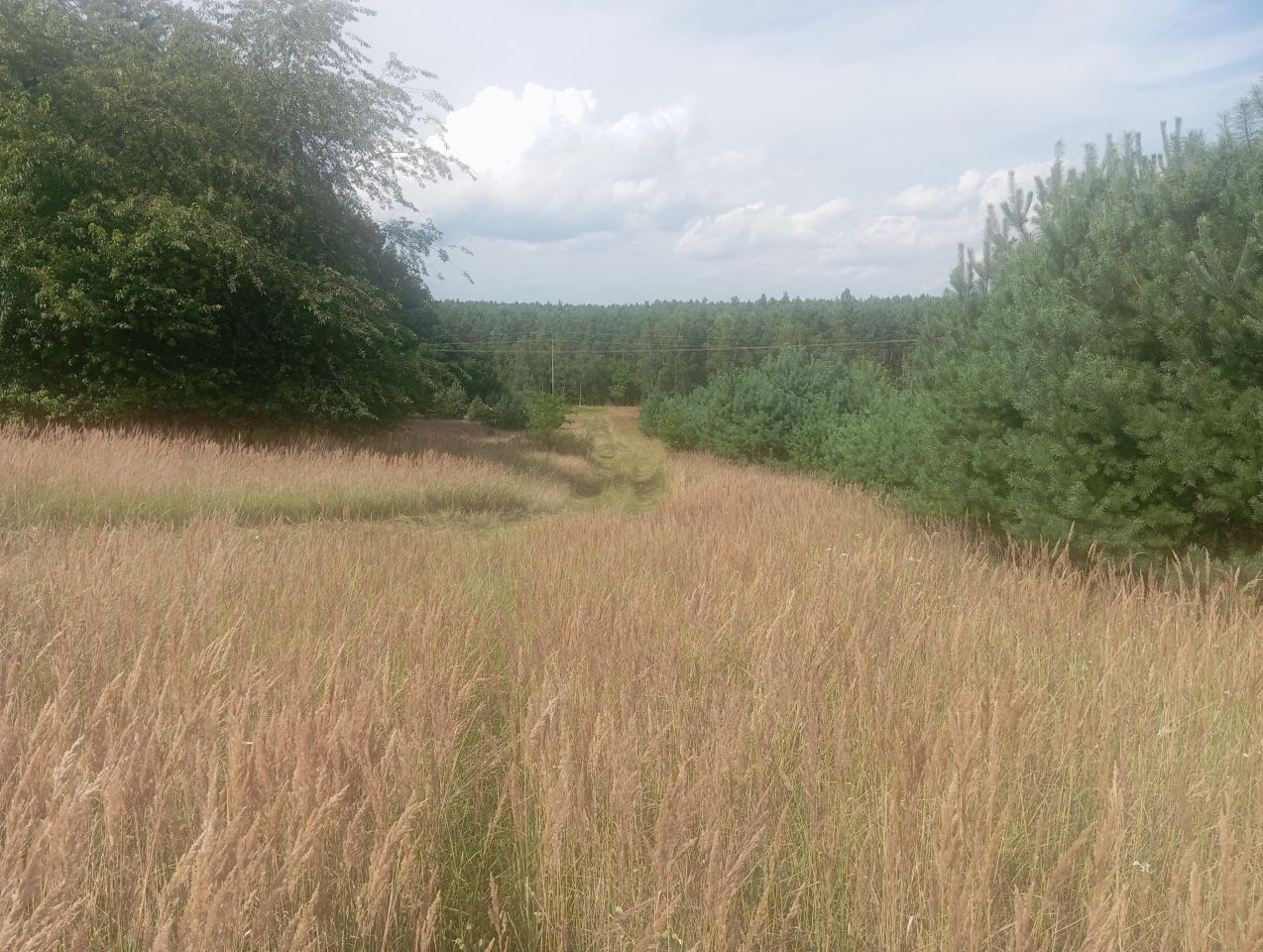 Działka rolna Strzelczyki. Zdjęcie 1