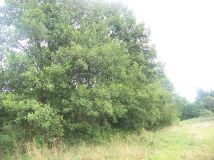 Działka rolno-budowlana Lubomin. Zdjęcie 2