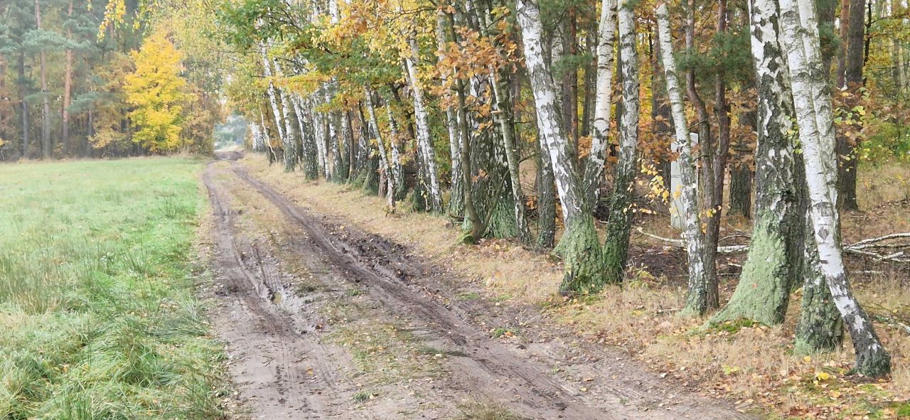 Działka leśna Budy-Grzybek. Zdjęcie 5