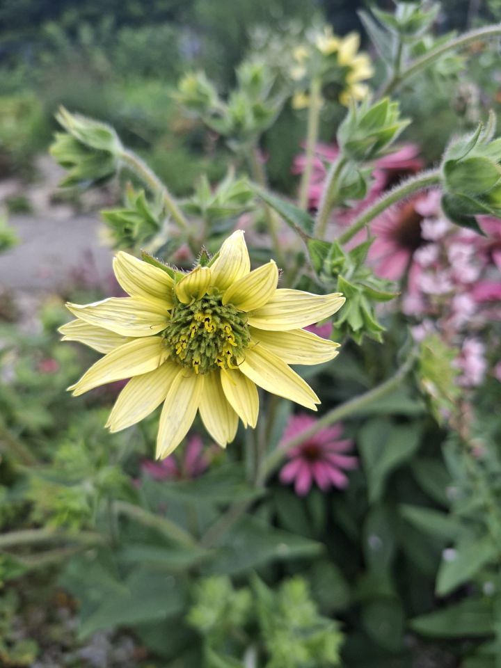 Działka rekreacyjna Wrocław Fabryczna, ul. Wojanowska. Zdjęcie 20