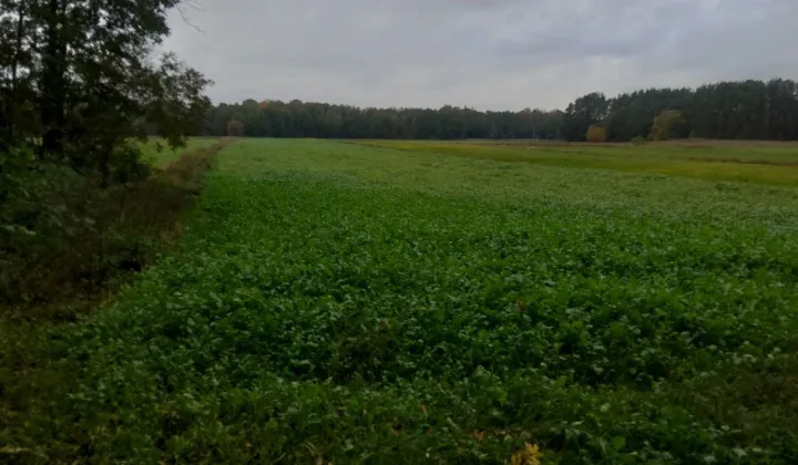 Działka rolno-budowlana Ruda