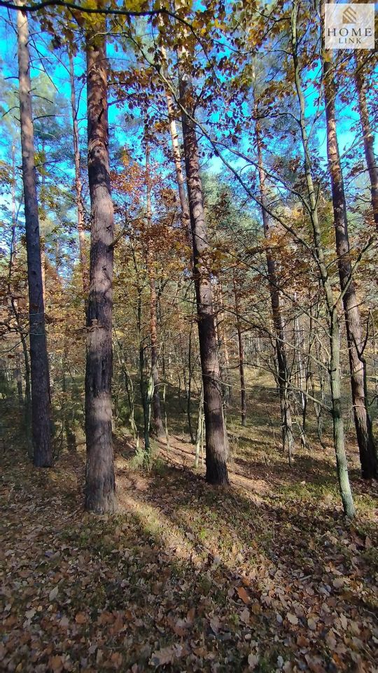 Działka leśna Gryźliny. Zdjęcie 2