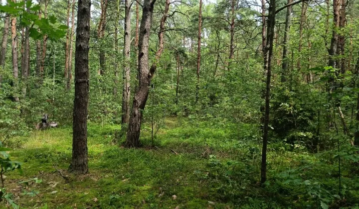 Działka leśna Myszków Nowa Wieś Żarecka, ul. Pawia