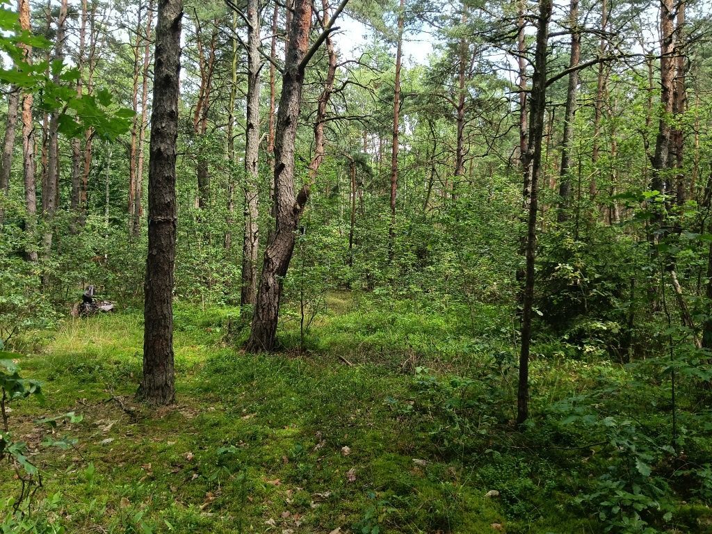 Działka leśna Myszków Nowa Wieś Żarecka, ul. Pawia. Zdjęcie 1