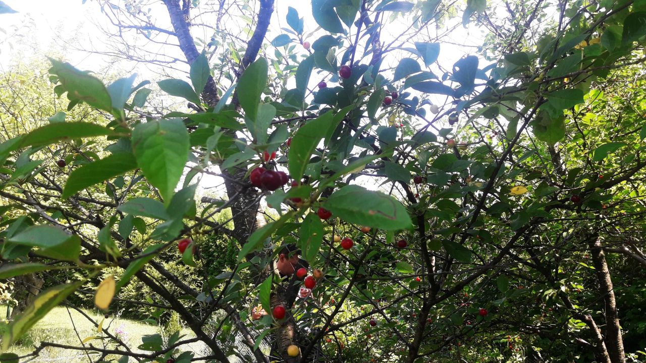 Działka rod Rębiechowo. Zdjęcie 6