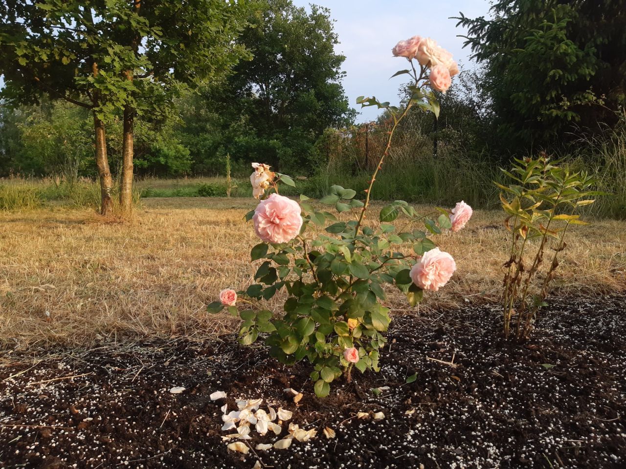 Działka budowlana Podbiel Krupińskie, Sosnowa. Zdjęcie 19