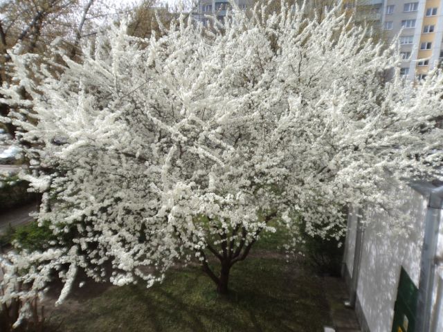 Mieszkanie 4-pokojowe Warszawa Wilanów, ul. Królowej Marysieńki. Zdjęcie 10