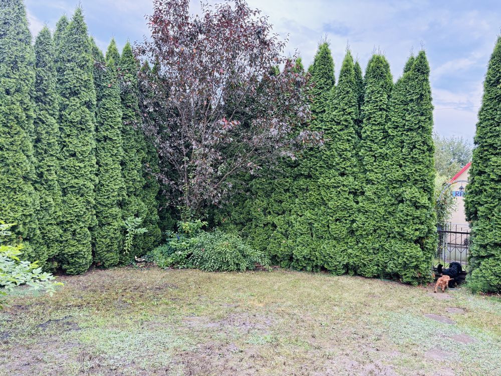 Działka rod Kajetany. Zdjęcie 4