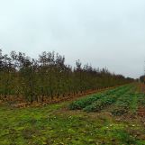 Działka rolno-budowlana Skarbkowa. Zdjęcie 2