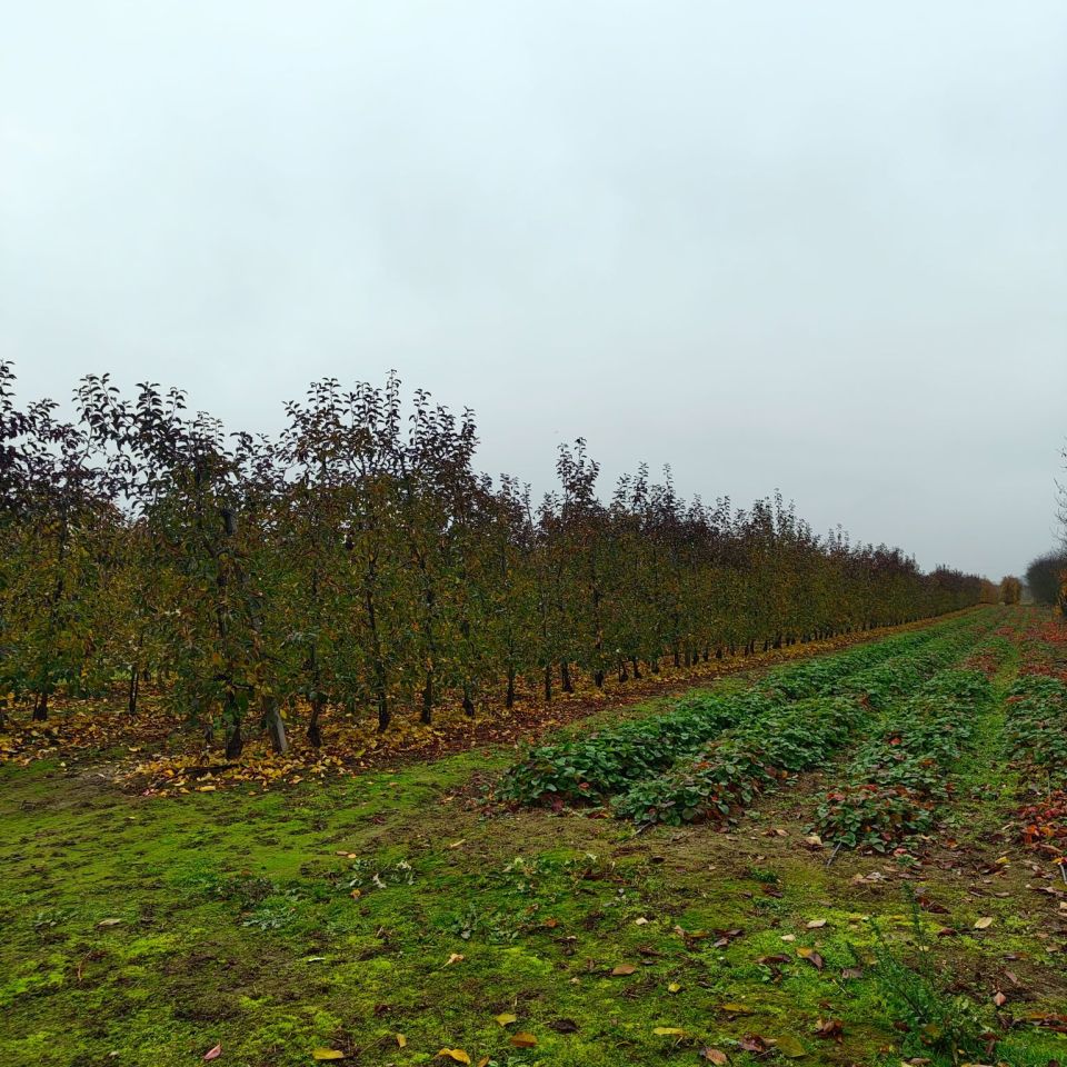 Działka rolno-budowlana Skarbkowa. Zdjęcie 3