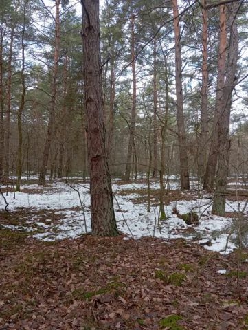 Działka leśna Kozodrza. Zdjęcie 1